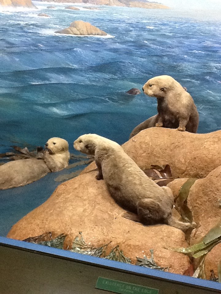 Milwaukee Public Museum - Northwest Coast - Sea Otter Diorama