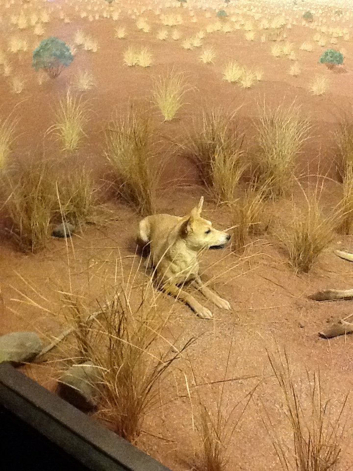 Milwaukee Public Museum - Oceania - Dingo in Australia Diorama
