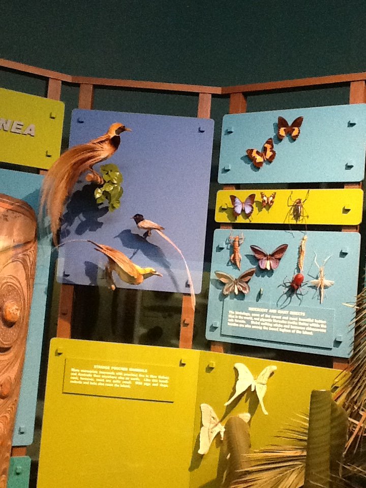 Milwaukee Public Museum - Oceania - New Guinea Life