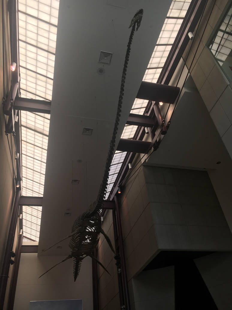 Milwaukee Public Museum - Plesiosaur Fossil