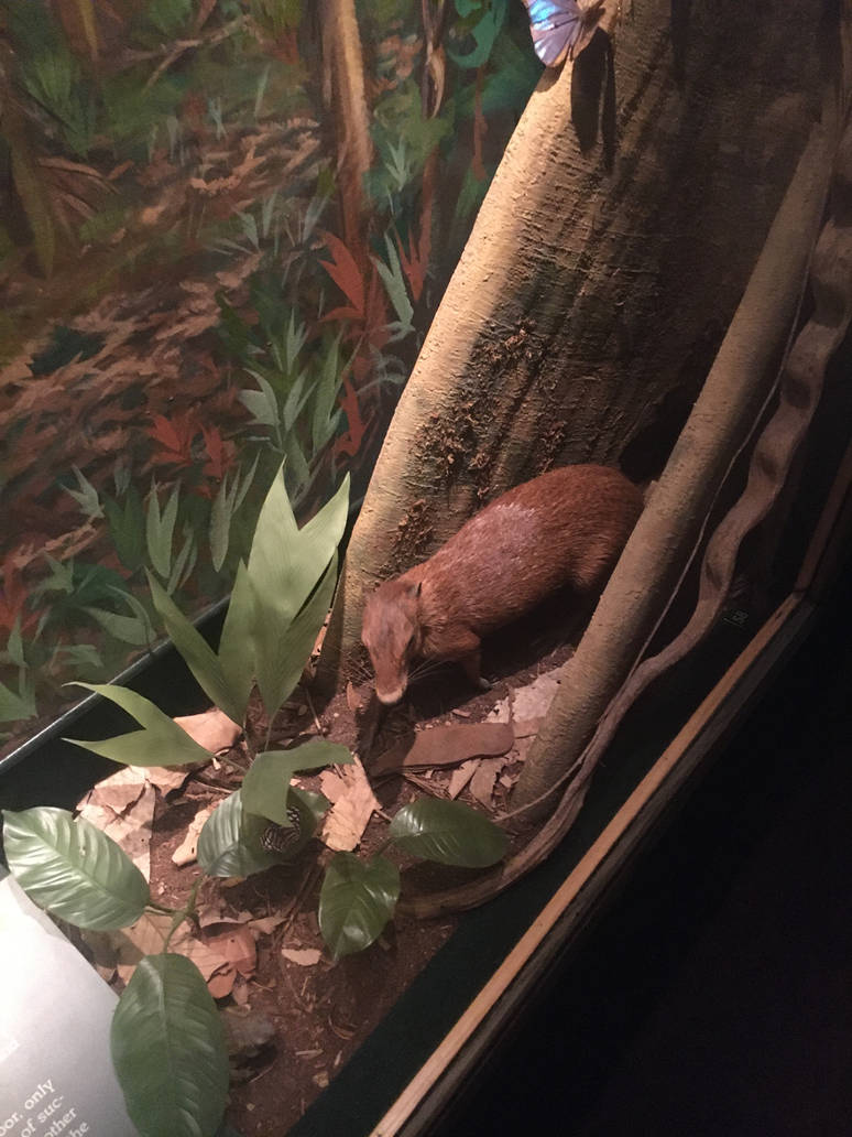 Milwaukee Public Museum - Rainforest - Agouti