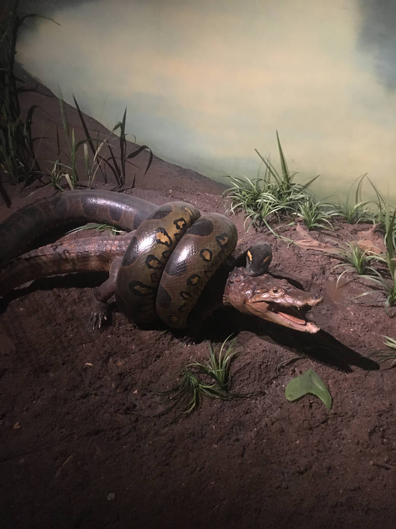 Milwaukee Public Museum - Rainforest - Anaconda Eating Caiman Diorama