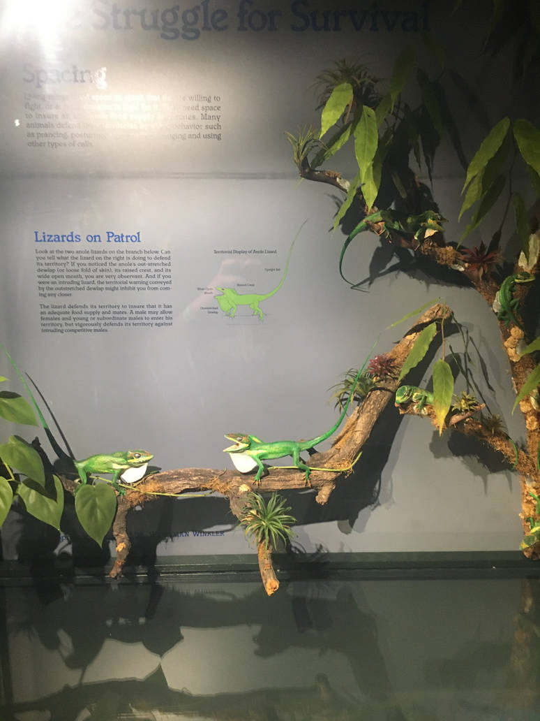 Milwaukee Public Museum - Rainforest - Anoles