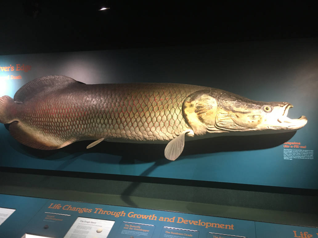 Milwaukee Public Museum - Rainforest - Arapaima