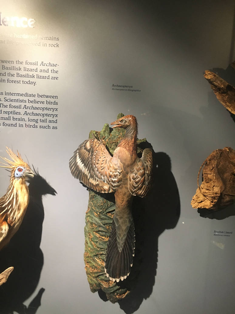 Milwaukee Public Museum - Rainforest - Archaeopteryx