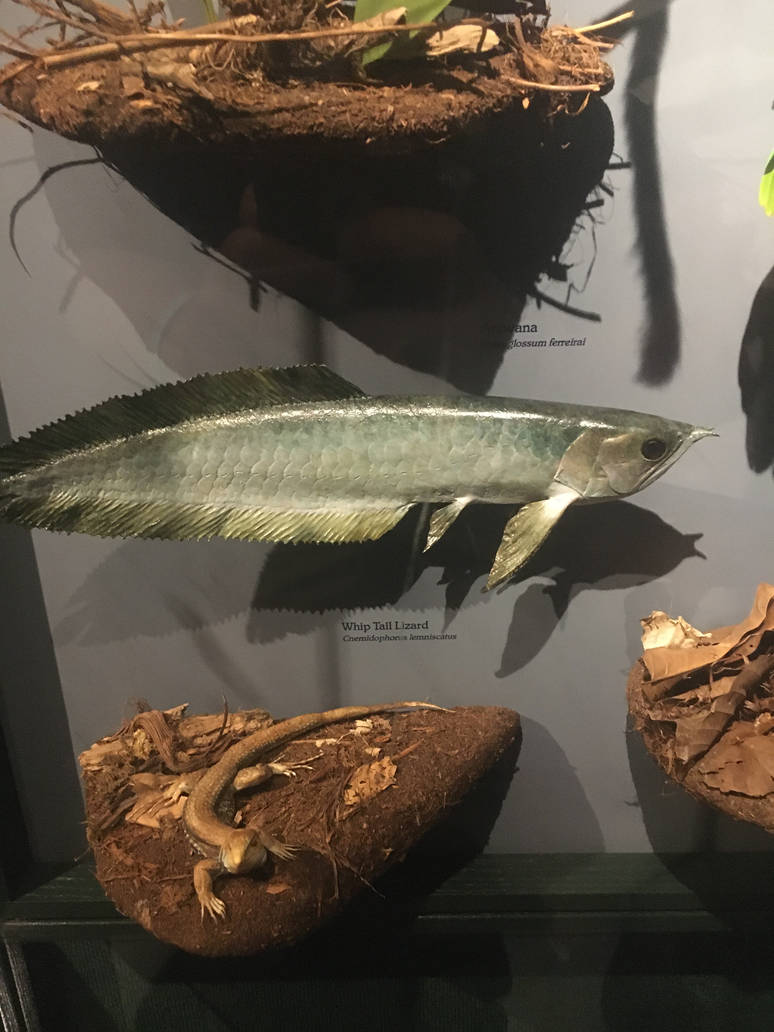 Milwaukee Public Museum - Rainforest - Arowana and Whiptail Lizard