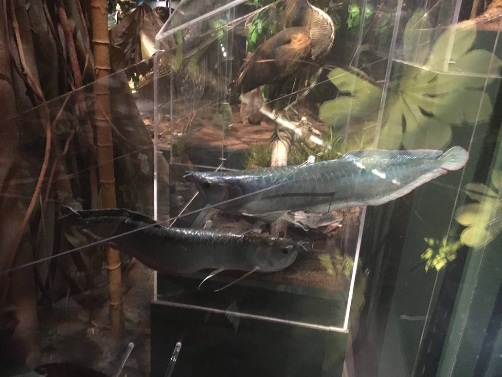 Milwaukee Public Museum - Rainforest - Arowanas
