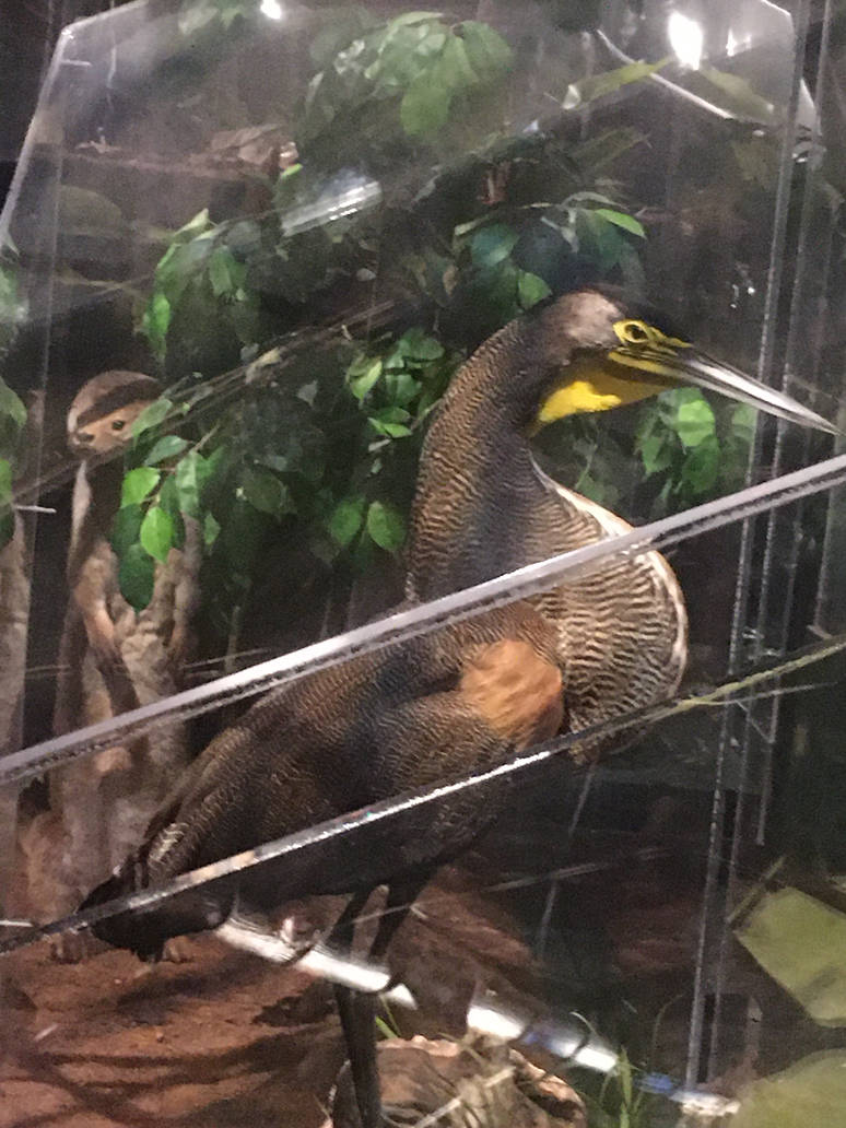 Milwaukee Public Museum - Rainforest - Bare-Throated Tiger Heron and Neotropical Otter