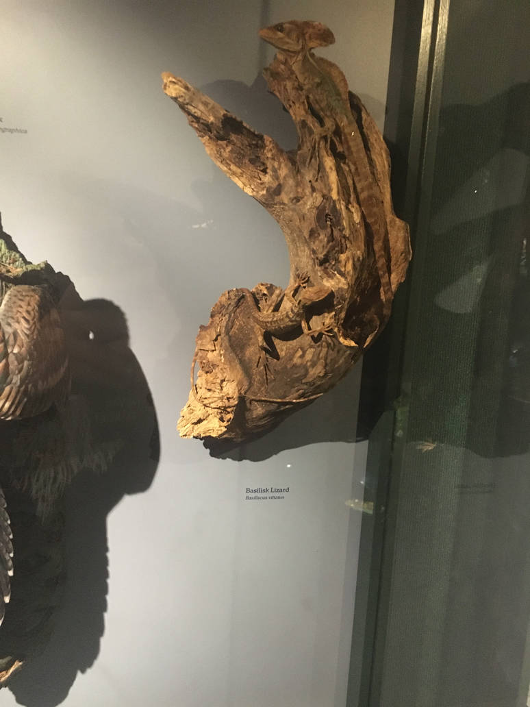 Milwaukee Public Museum - Rainforest - Basilisk