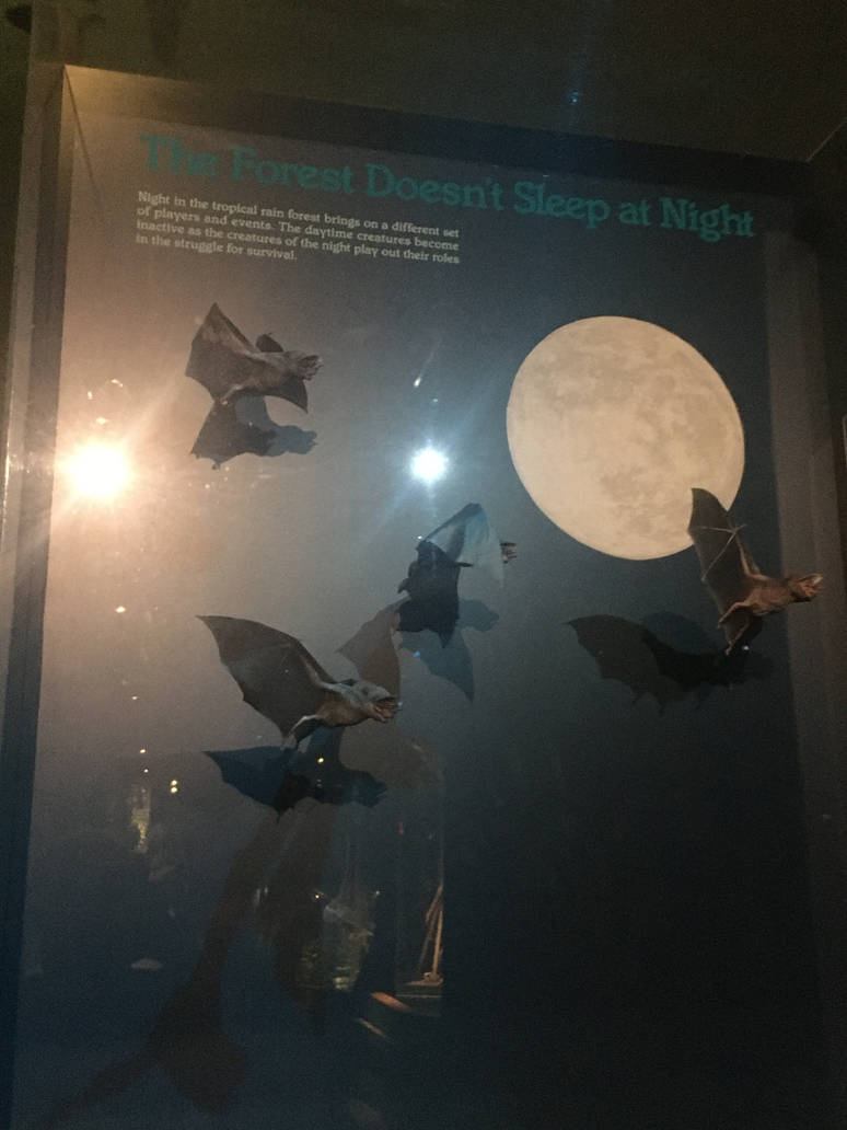 Milwaukee Public Museum - Rainforest - Bats