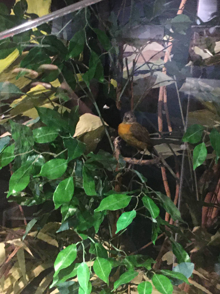 Milwaukee Public Museum - Rainforest - Bird Species ID?