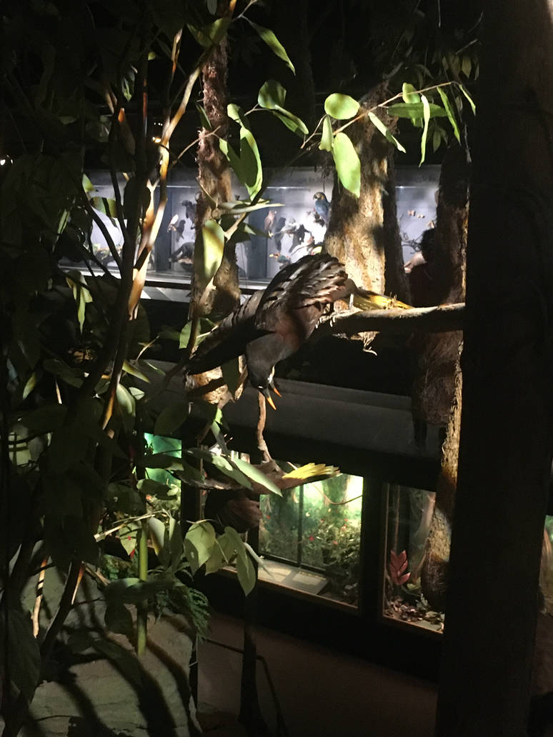 Milwaukee Public Museum - Rainforest - Bird Species ID?