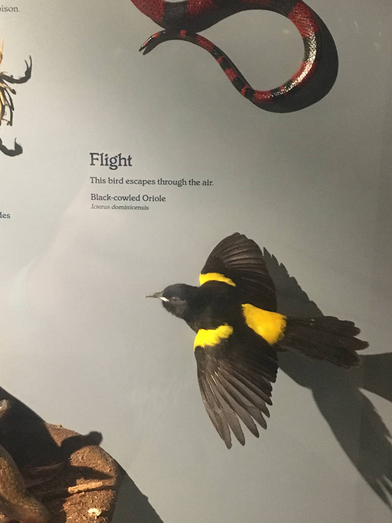 Milwaukee Public Museum - Rainforest - Black-Cowled Oriole