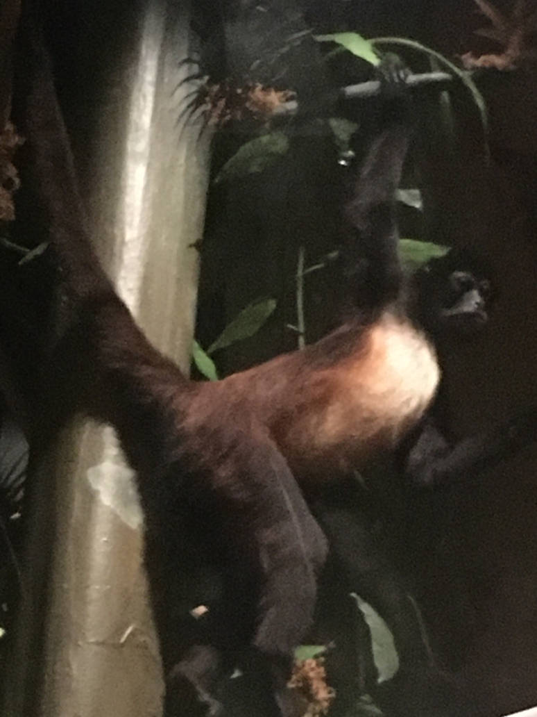 Milwaukee Public Museum - Rainforest - Black-Handed Spider Monkey