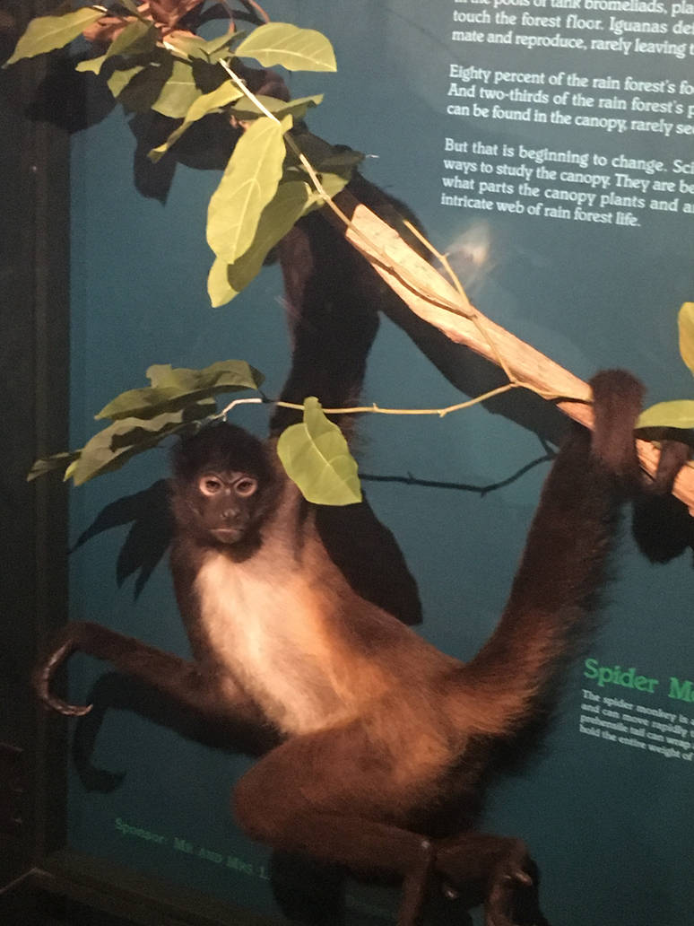 Milwaukee Public Museum - Rainforest - Black-Handed Spider Monkey
