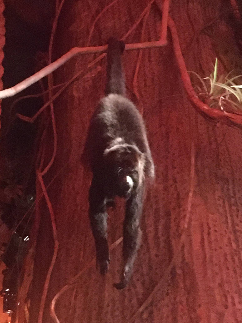Milwaukee Public Museum - Rainforest - Black Howler Monkey