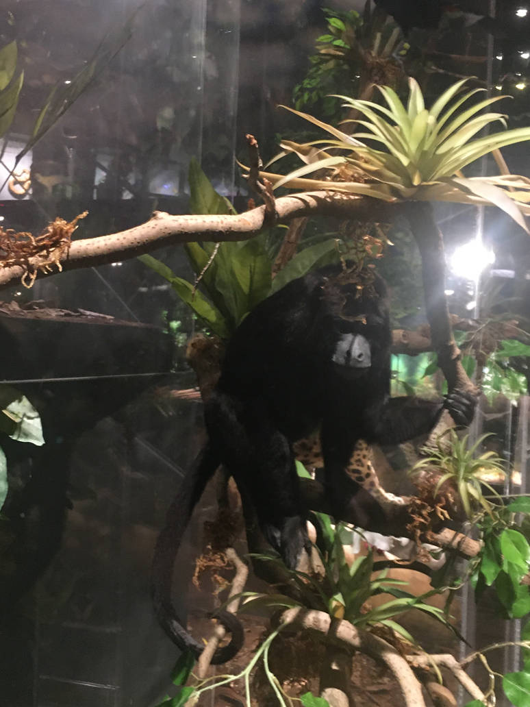 Milwaukee Public Museum - Rainforest - Black Howler Monkey