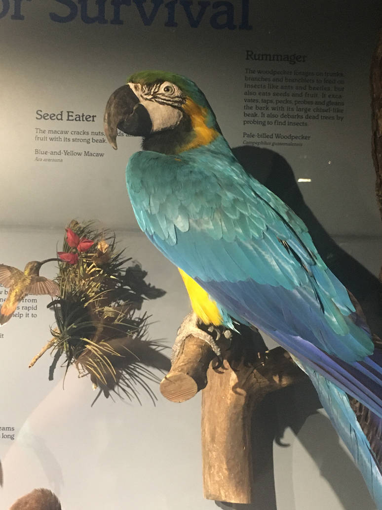 Milwaukee Public Museum - Rainforest - Blue-and-Yellow Macaw