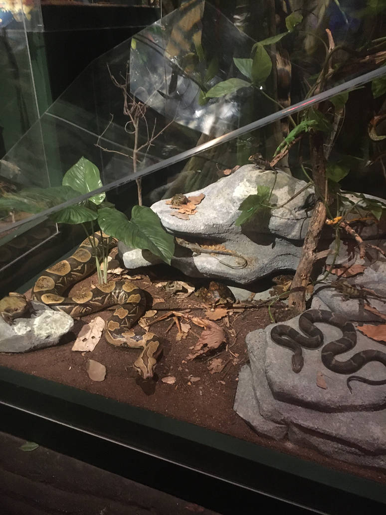 Milwaukee Public Museum - Rainforest - Boa Constrictor and other Reptiles and Amphibians