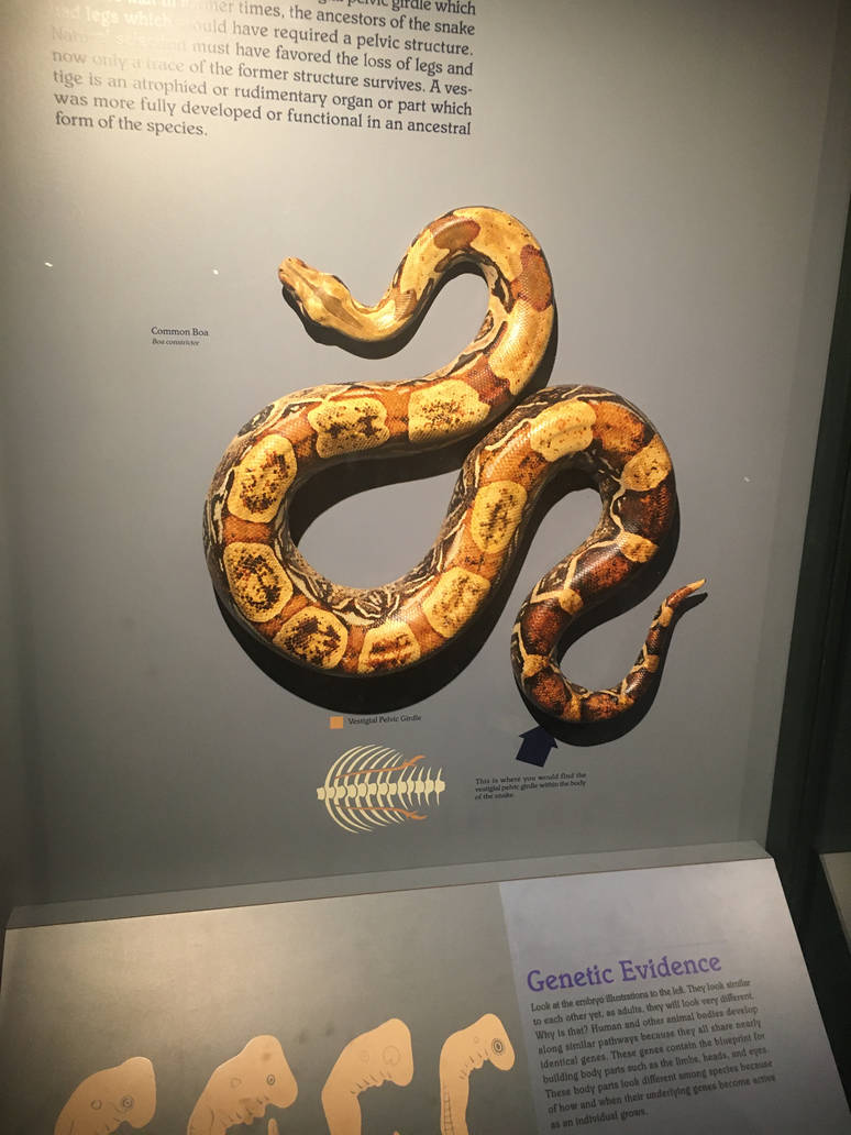 Milwaukee Public Museum - Rainforest - Boa Constrictor