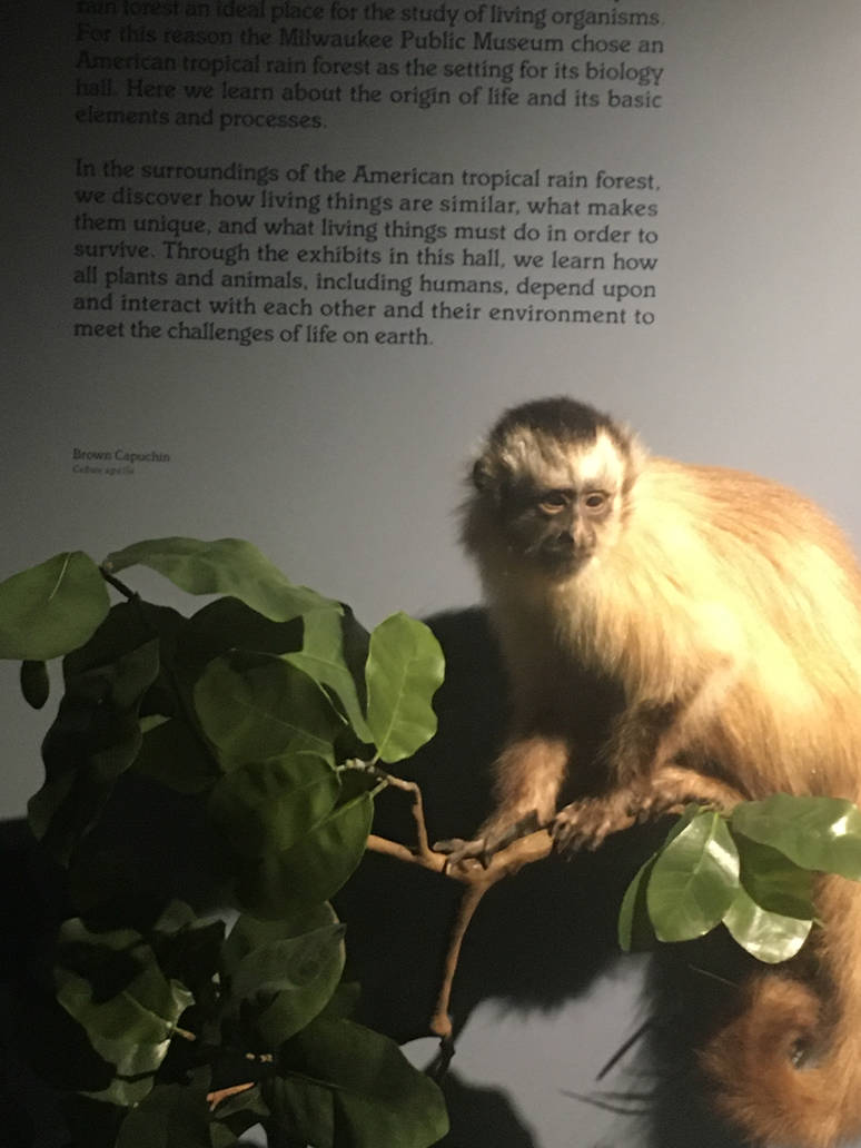 Milwaukee Public Museum - Rainforest - Brown Capuchin