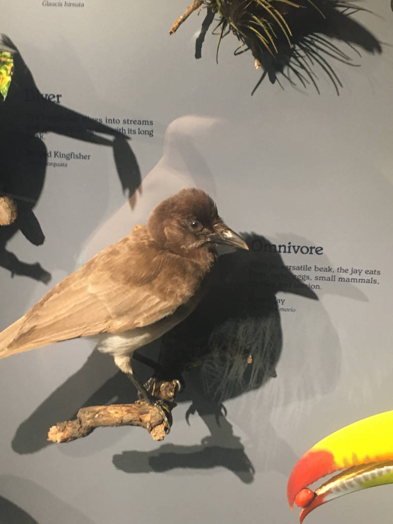 Milwaukee Public Museum - Rainforest - Brown Jay