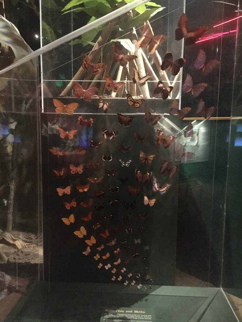 Milwaukee Public Museum - Rainforest - Butterflies and Moths