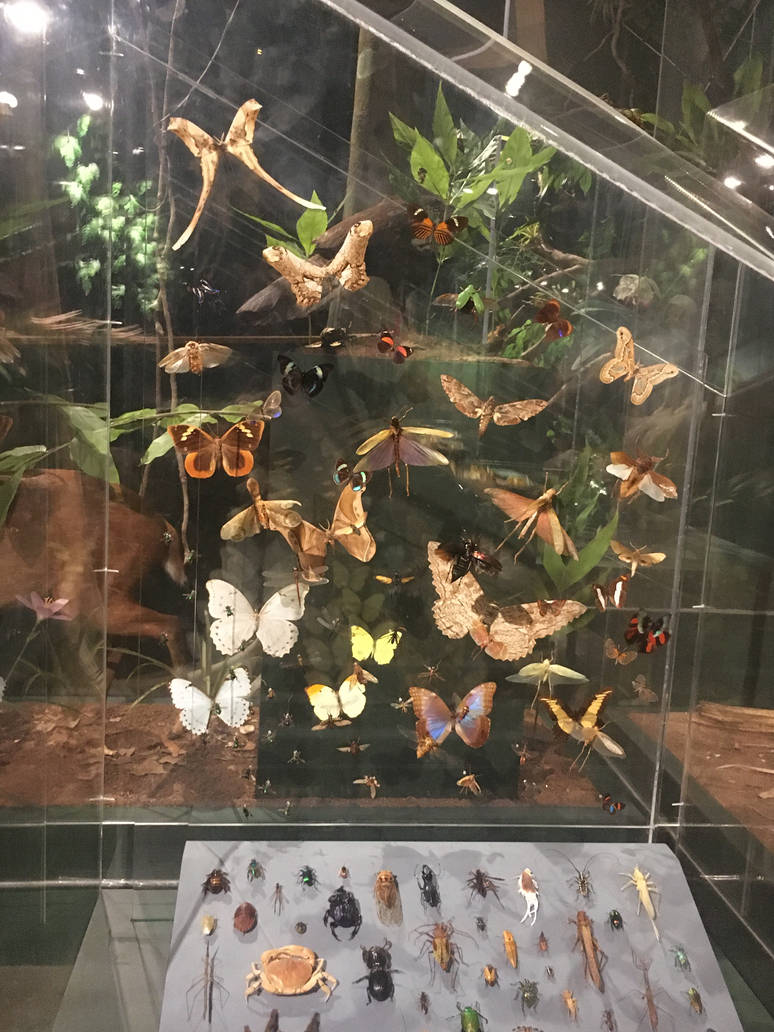 Milwaukee Public Museum - Rainforest - Butterflies and other Invertebrates