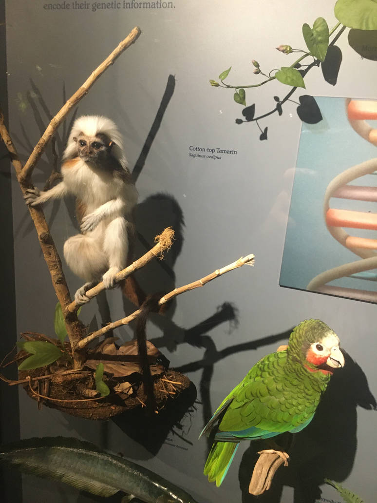 Milwaukee Public Museum - Rainforest - Cotton-Top Tamarin and Cuban Amazon Parrot