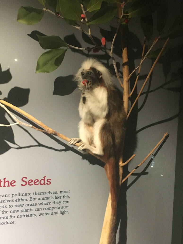 Milwaukee Public Museum - Rainforest - Cotton-Top Tamarin