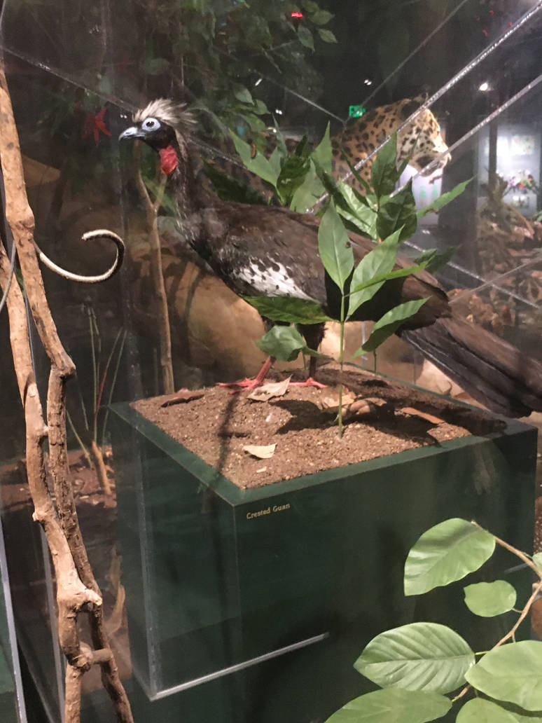Milwaukee Public Museum - Rainforest - Crested Guan