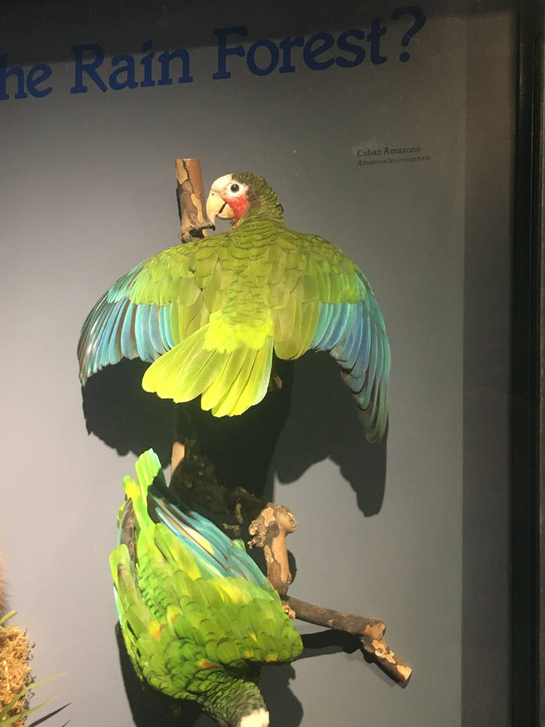 Milwaukee Public Museum - Rainforest - Cuban Amazons