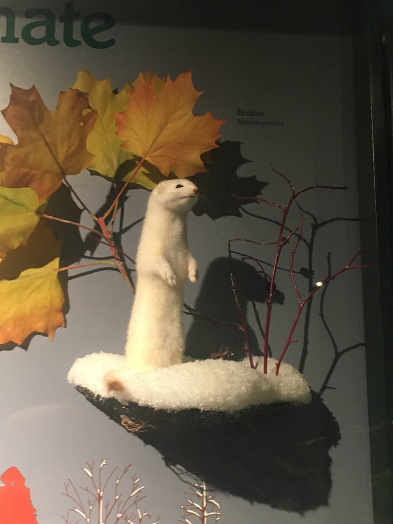 Milwaukee Public Museum - Rainforest - Ermine
