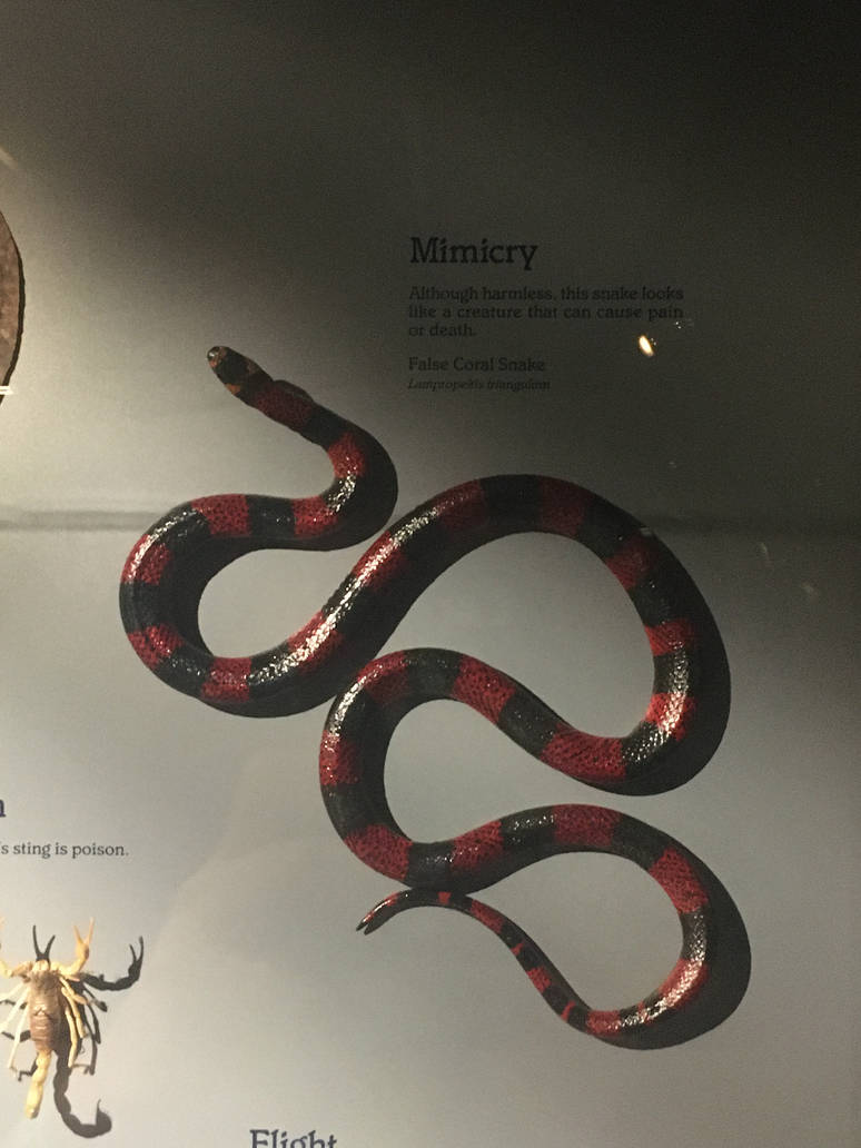 Milwaukee Public Museum - Rainforest - False Coral Snake