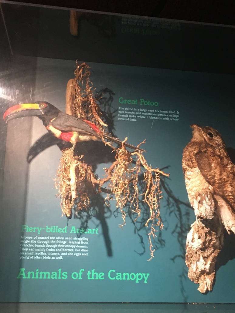 Milwaukee Public Museum - Rainforest - Fiery-Billed Aracari and Great Potoo