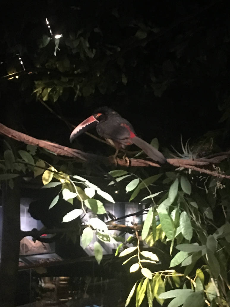 Milwaukee Public Museum - Rainforest - Fiery-Billed Aracari