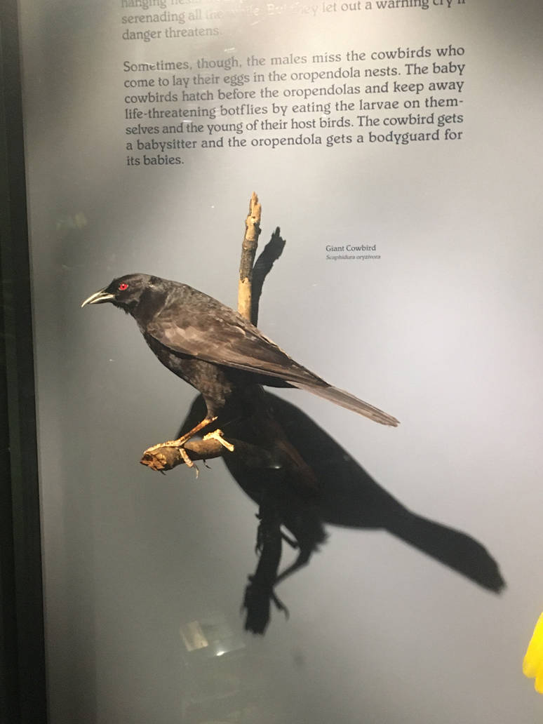 Milwaukee Public Museum - Rainforest - Giant Cowbird