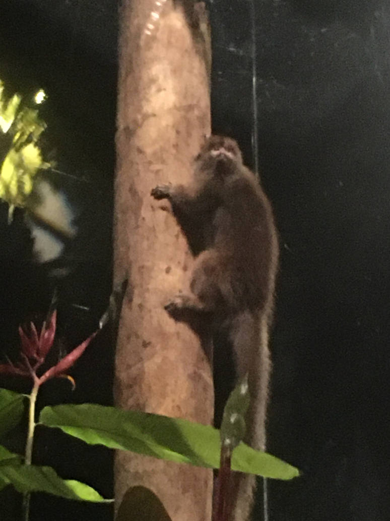 Milwaukee Public Museum - Rainforest - Goeldi's Monkey