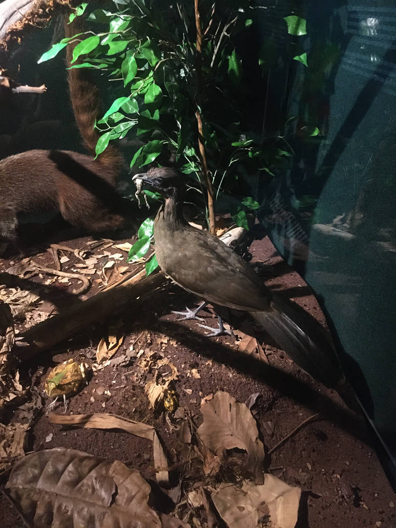 Milwaukee Public Museum - Rainforest - Gray-headed Chachalaca