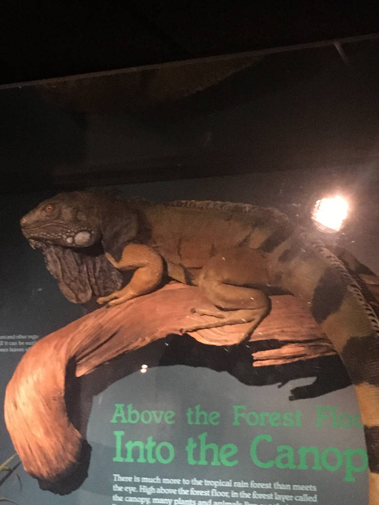 Milwaukee Public Museum - Rainforest - Green Iguana