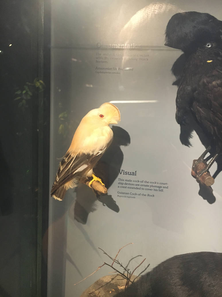 Milwaukee Public Museum - Rainforest - Guianan Cock-of-the-Rock and Amazonian Umbrebird