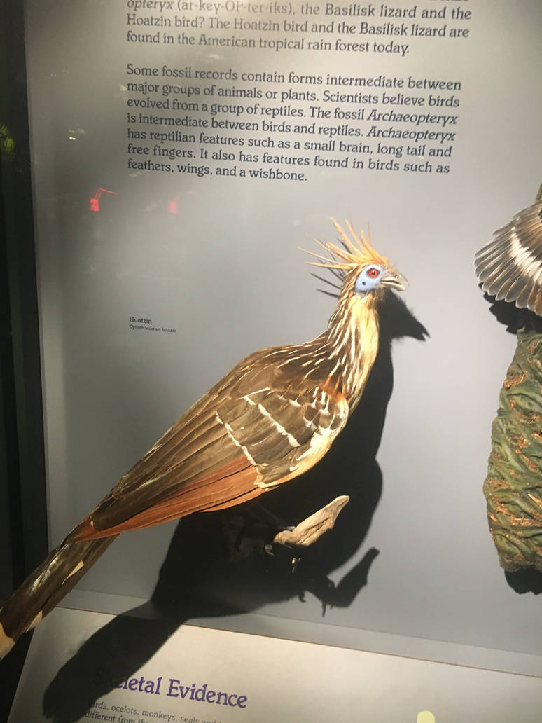 Milwaukee Public Museum - Rainforest - Hoatzin
