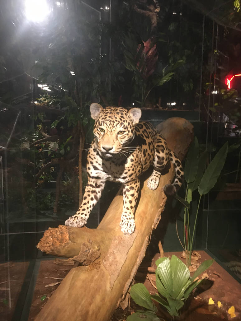 Milwaukee Public Museum - Rainforest - Jaguar