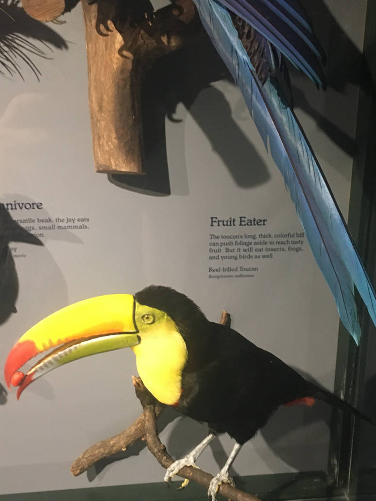 Milwaukee Public Museum - Rainforest - Keel-Billed Toucan