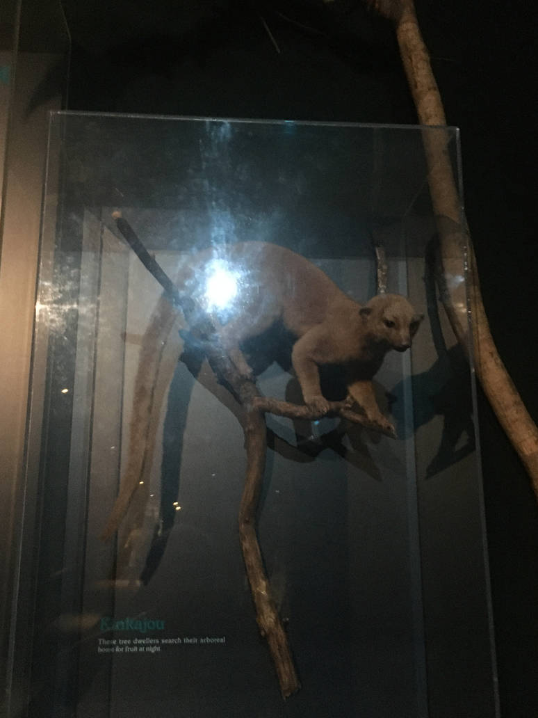 Milwaukee Public Museum - Rainforest - Kinkajou