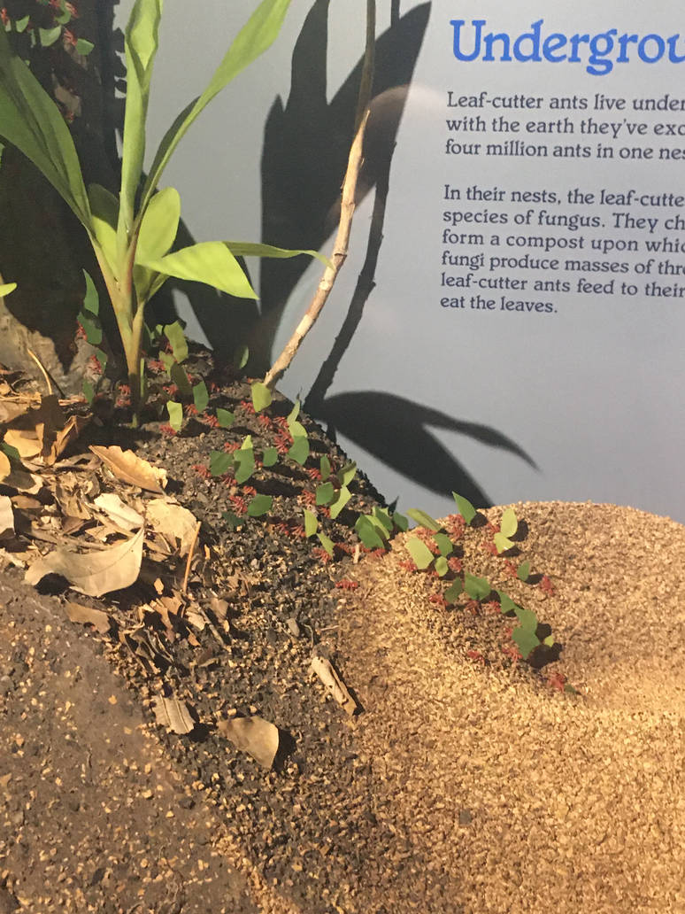 Milwaukee Public Museum - Rainforest - Leaf-Cutter Ants