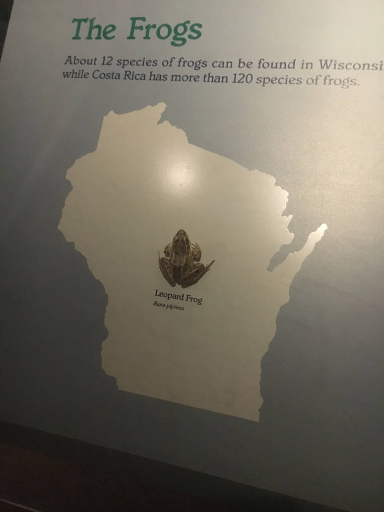 Milwaukee Public Museum - Rainforest - Leopard Frog