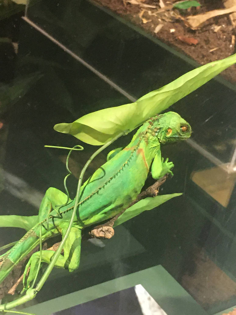 Milwaukee Public Museum - Rainforest - Lizard Species ID?