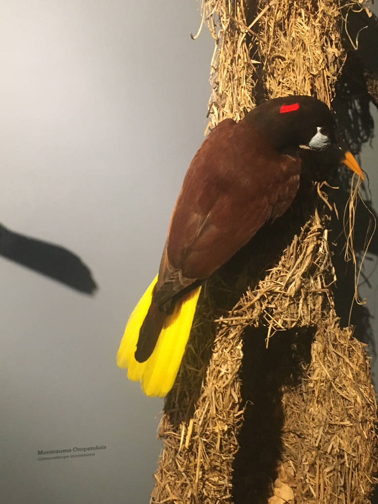 Milwaukee Public Museum - Rainforest - Montezuma Oropendola