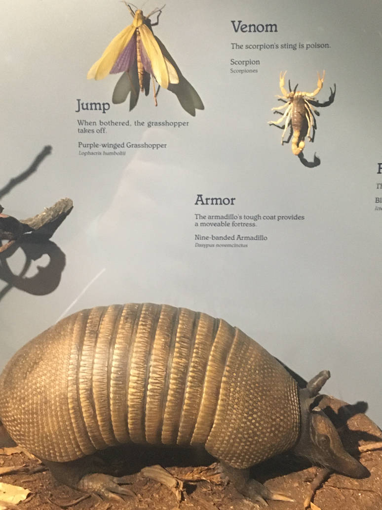 Milwaukee Public Museum - Rainforest - Nine-Banded Armadillo